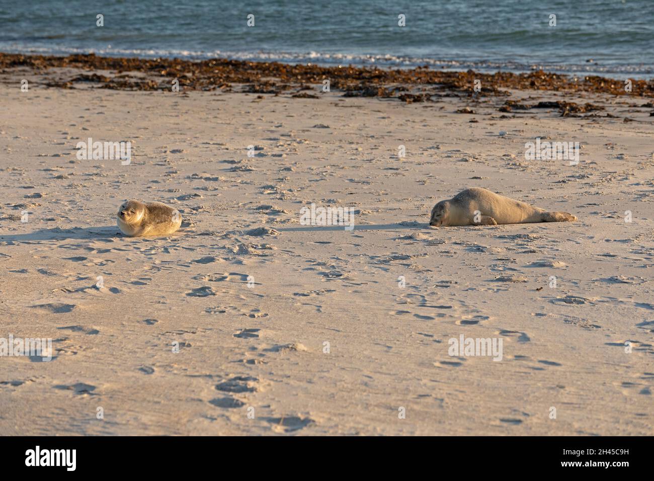 gray seal pups (Halichoerus grypus), Düne, Heligoland Island, Schleswig-Holstein, Germany Stock Photo