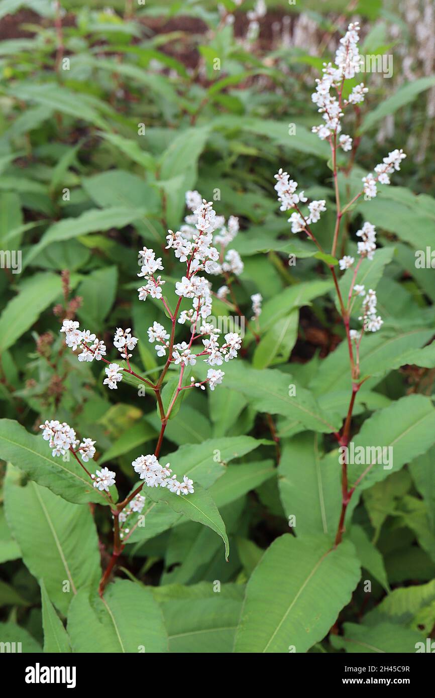 Persicaria / Koenigia polystachya Himalayan knotweed – dense racemes of tiny white flowers and large mid green leaves,  October, England, UK Stock Photo
