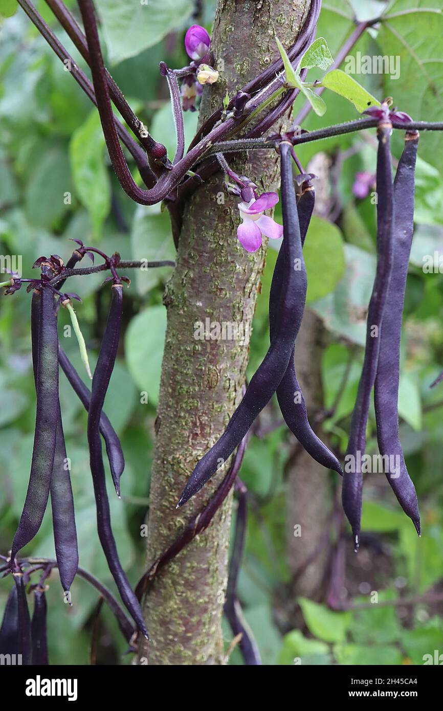 Phaseolus vulgaris ‘Brunhilde’ climbing french bean Brunhilde – violet pea-shaped flowers, twining dark purple stems, heart-shaped mid green leaves, Stock Photo