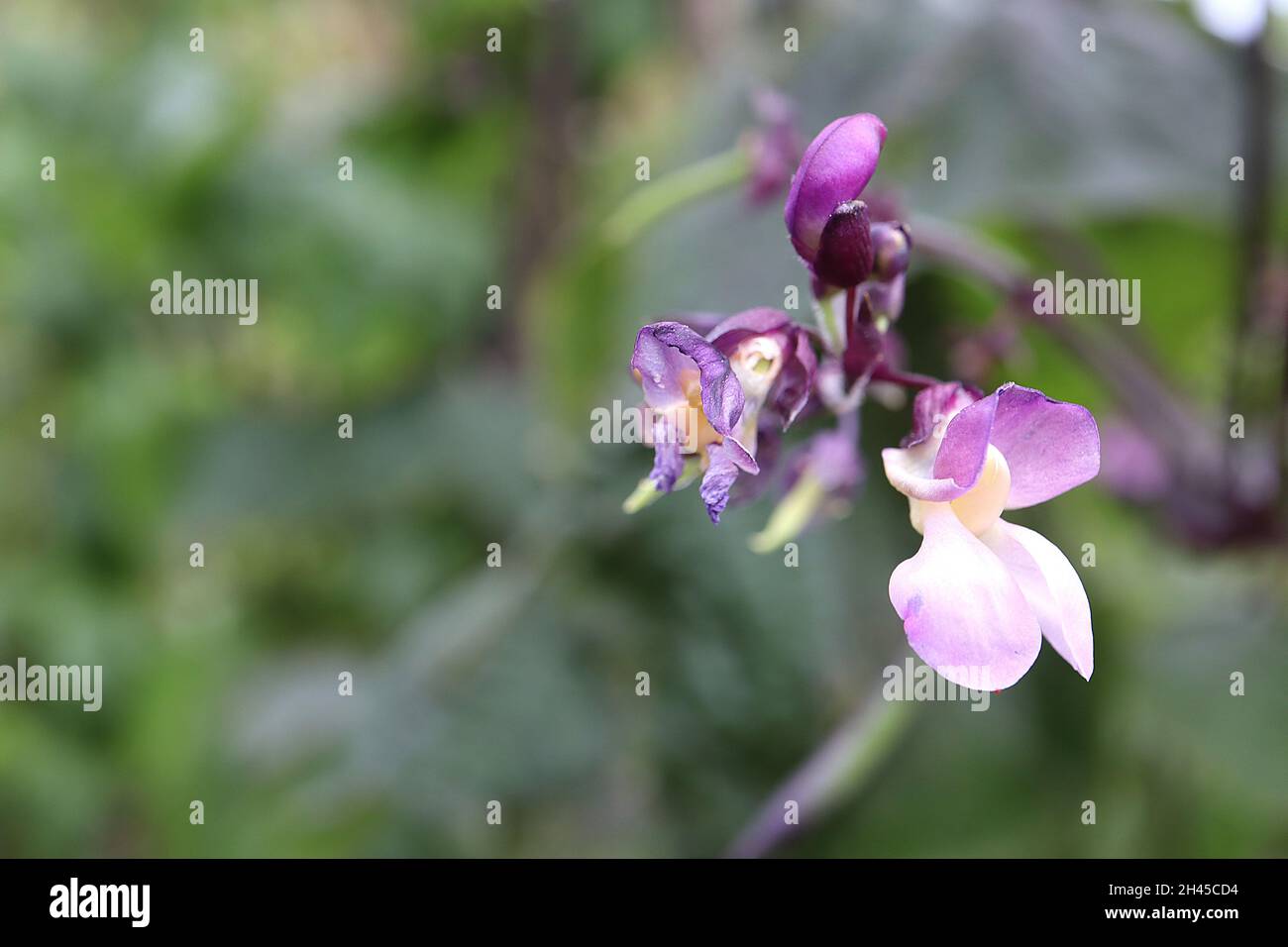 Phaseolus vulgaris ‘Brunhilde’ climbing french bean Brunhilde – violet pea-shaped flowers,  October, England, UK Stock Photo