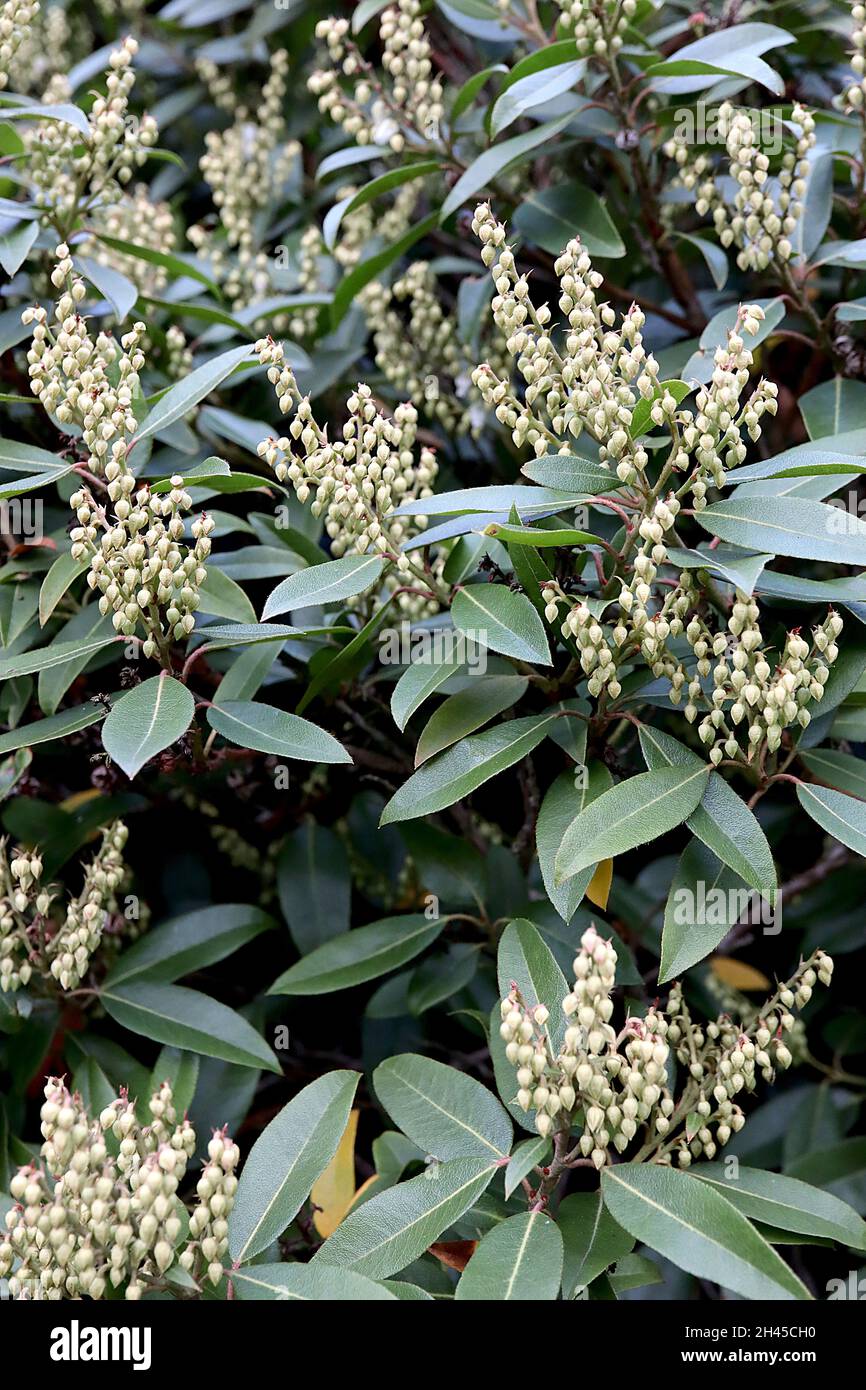 Pieris japonica ‘Debutante’ Japanese Andromeda Debutante – pale green flower buds and dark green leaves,  October, England, UK Stock Photo