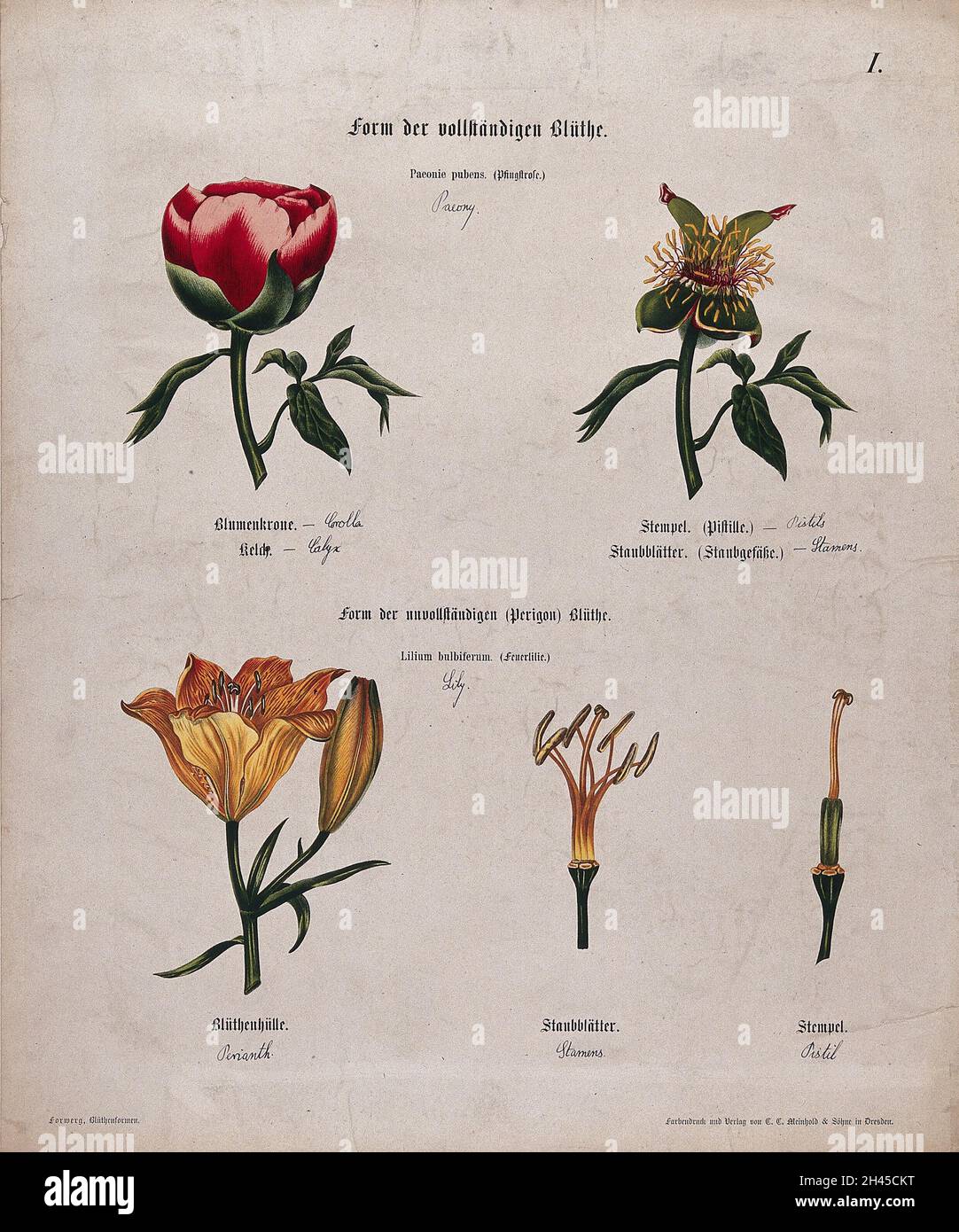 Paeony anatomy hi-res stock photography and images - Alamy
