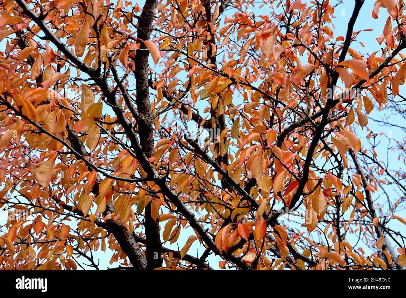 Prunus cherry blossom tree – pale orange and dusky yellow leaves, October, England, UK Stock Photo