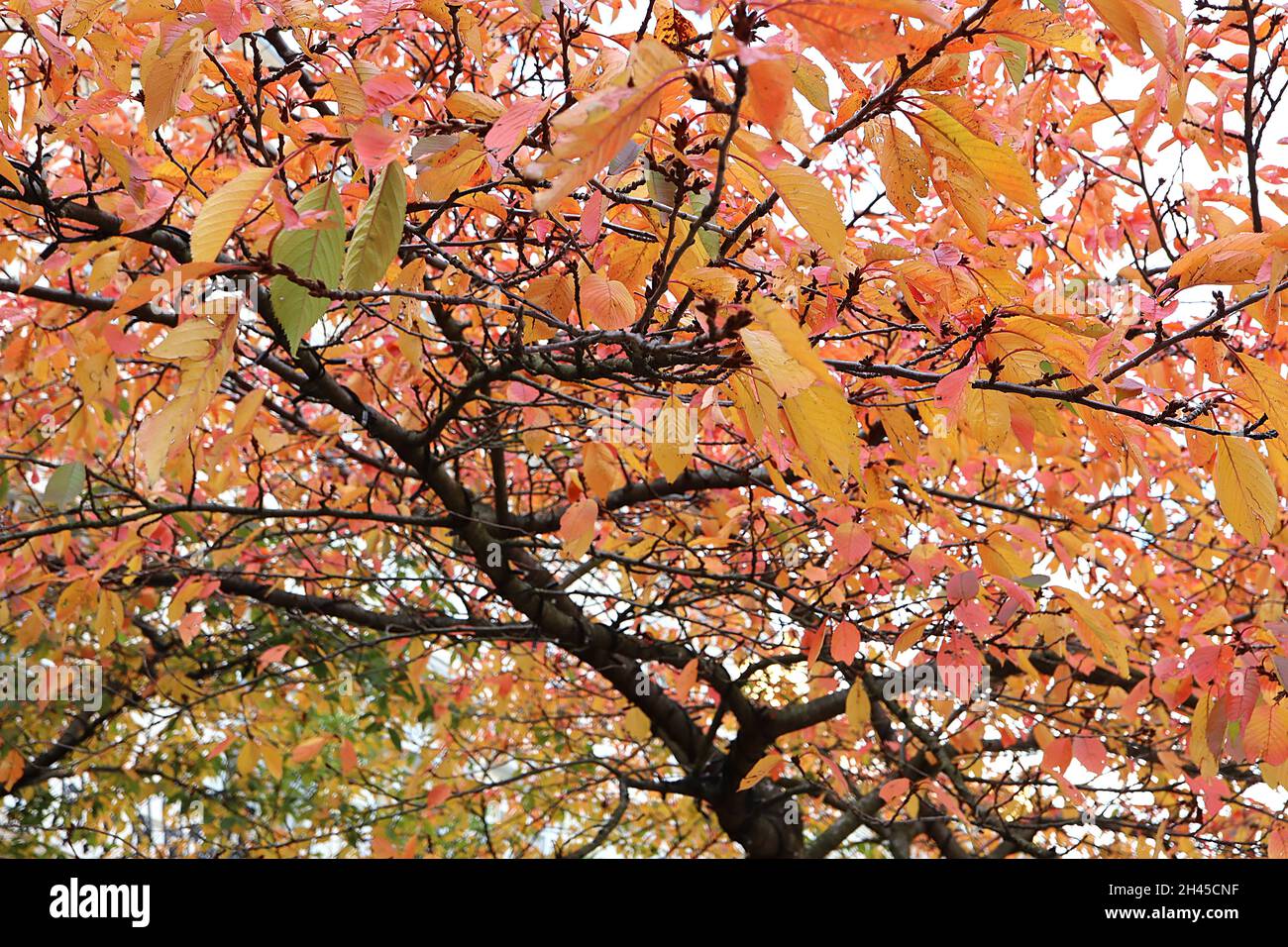 Pale blossom in branches hires stock photography and images Alamy