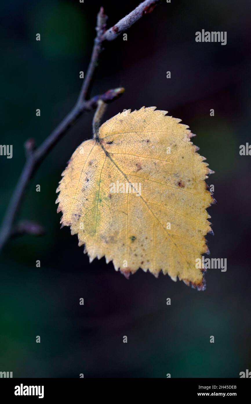 single solitary golden autumn leaf on tree branch Stock Photo