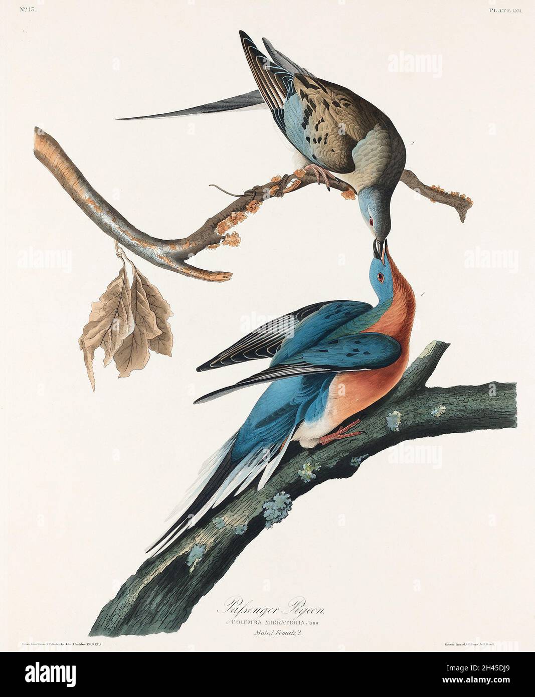Passenger Pigeon from Birds of America (1827) by John James Audubon (1785 - 1851), etched by Robert Havell (1793 - 1878). The original Birds of Americ Stock Photo