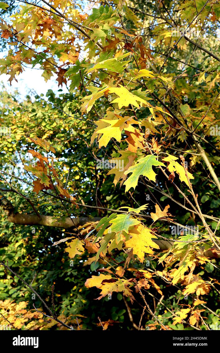 Quercus rubra northern red oak – yellow and green sharply lobed leaves,  October, England, UK Stock Photo