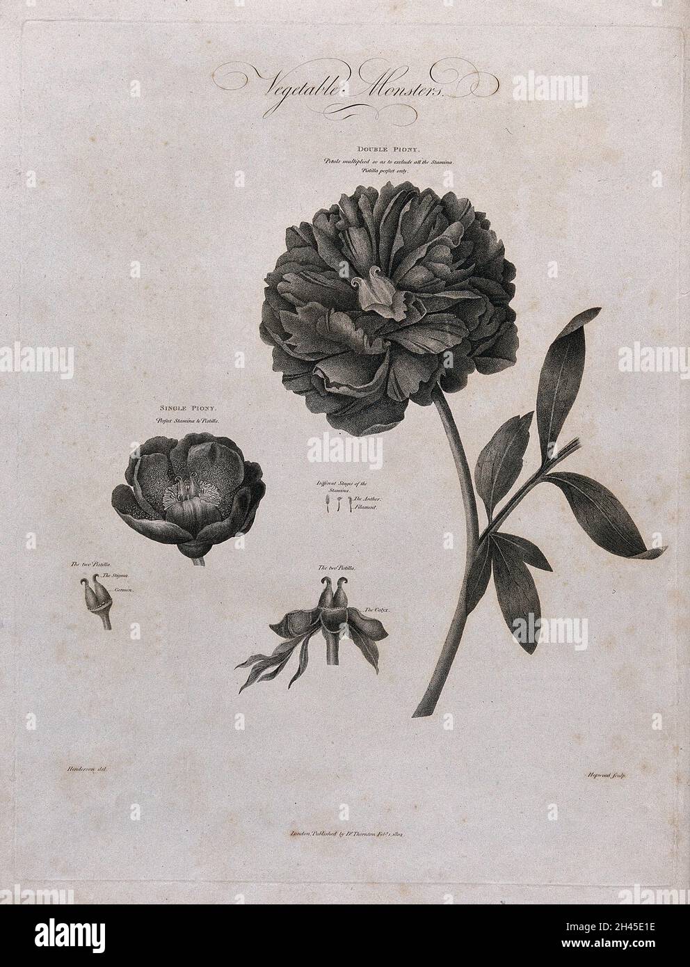 Double and single paeony (Paeonia sp.): flowering stem of the double peony with a separate single paeony flower and floral segments. Engraving by Hopwood, c.1802, after P.Henderson. Stock Photo