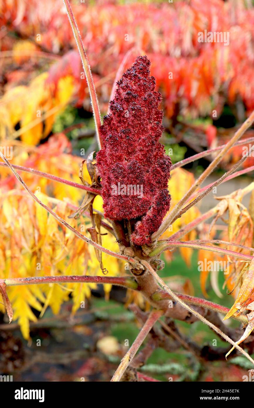 Rhus typhina ‘Dissecta’ cut-leaved stag’s horn sumach – crimson red infructescence and multi-coloured dissected stems, twisting branches, small tree, Stock Photo