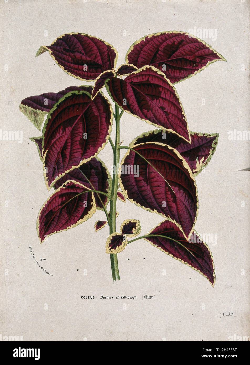 Coleus plant (Solenostemon scutellarioides): leafy stem. Chromolithograph by L. van Houtte, c. 1877. Stock Photo