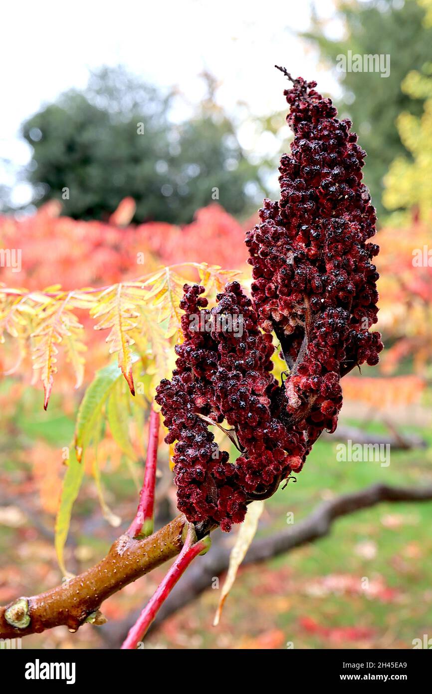 Rhus typhina ‘Dissecta’ cut-leaved stag’s horn sumach – crimson red infructescence and multi-coloured dissected stems, twisting branches, small tree, Stock Photo