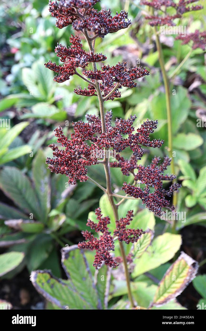 Rodgersia aesculifolia chestnut-leaved rodgersia – clusters of red seedheads and mid green palmately divided leaves,  October, England, UK Stock Photo