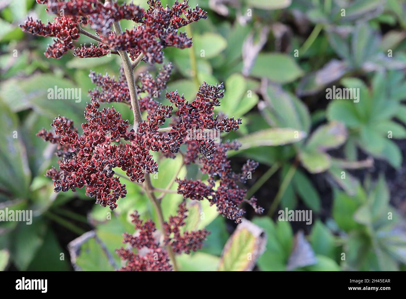 Rodgersia aesculifolia chestnut-leaved rodgersia – clusters of red seedheads and mid green palmately divided leaves,  October, England, UK Stock Photo