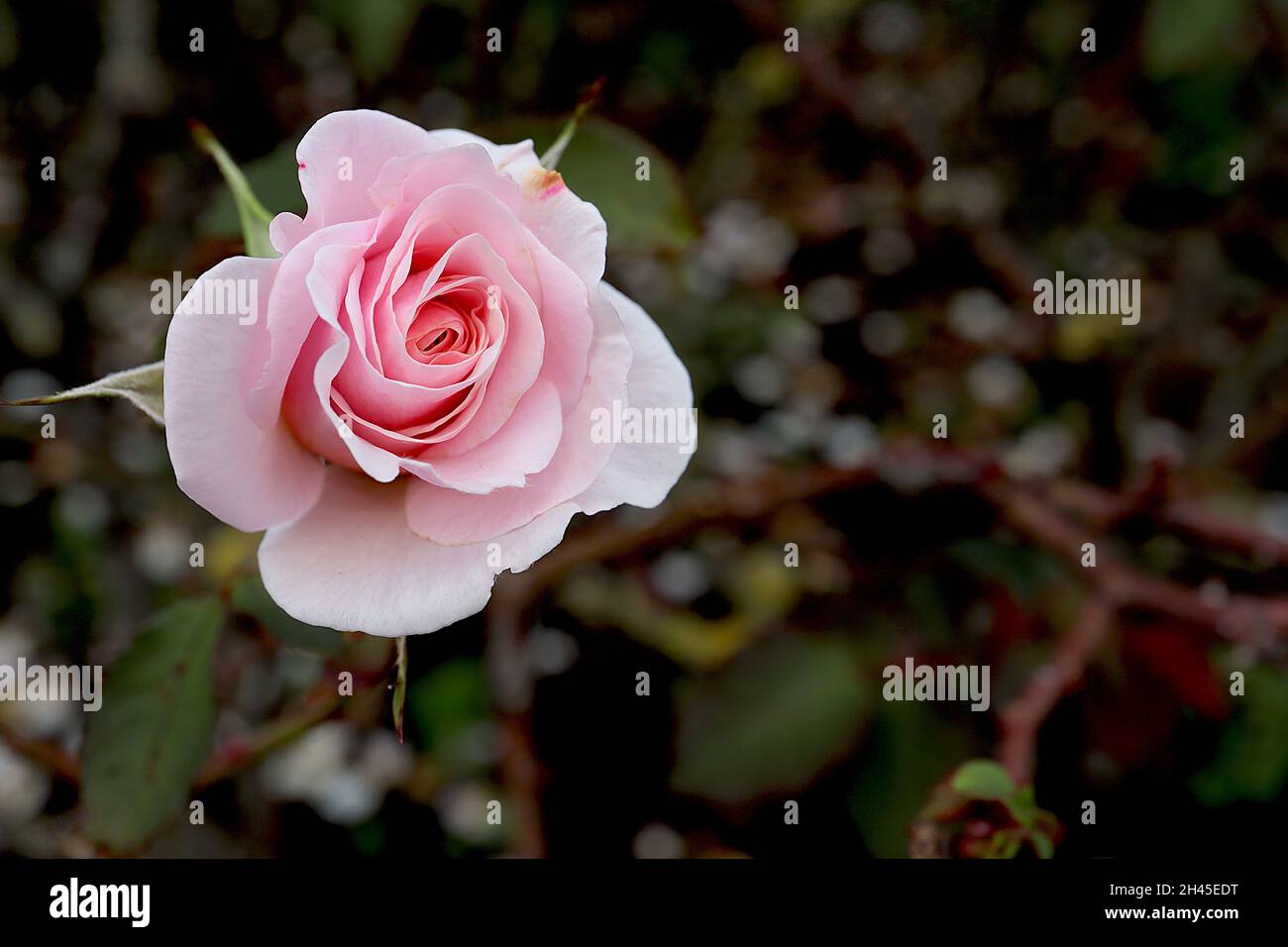 Rosa ‘Belmonte’  (Floribunda rose) rose Belmonte – double pale pink flowers, October, England, UK Stock Photo