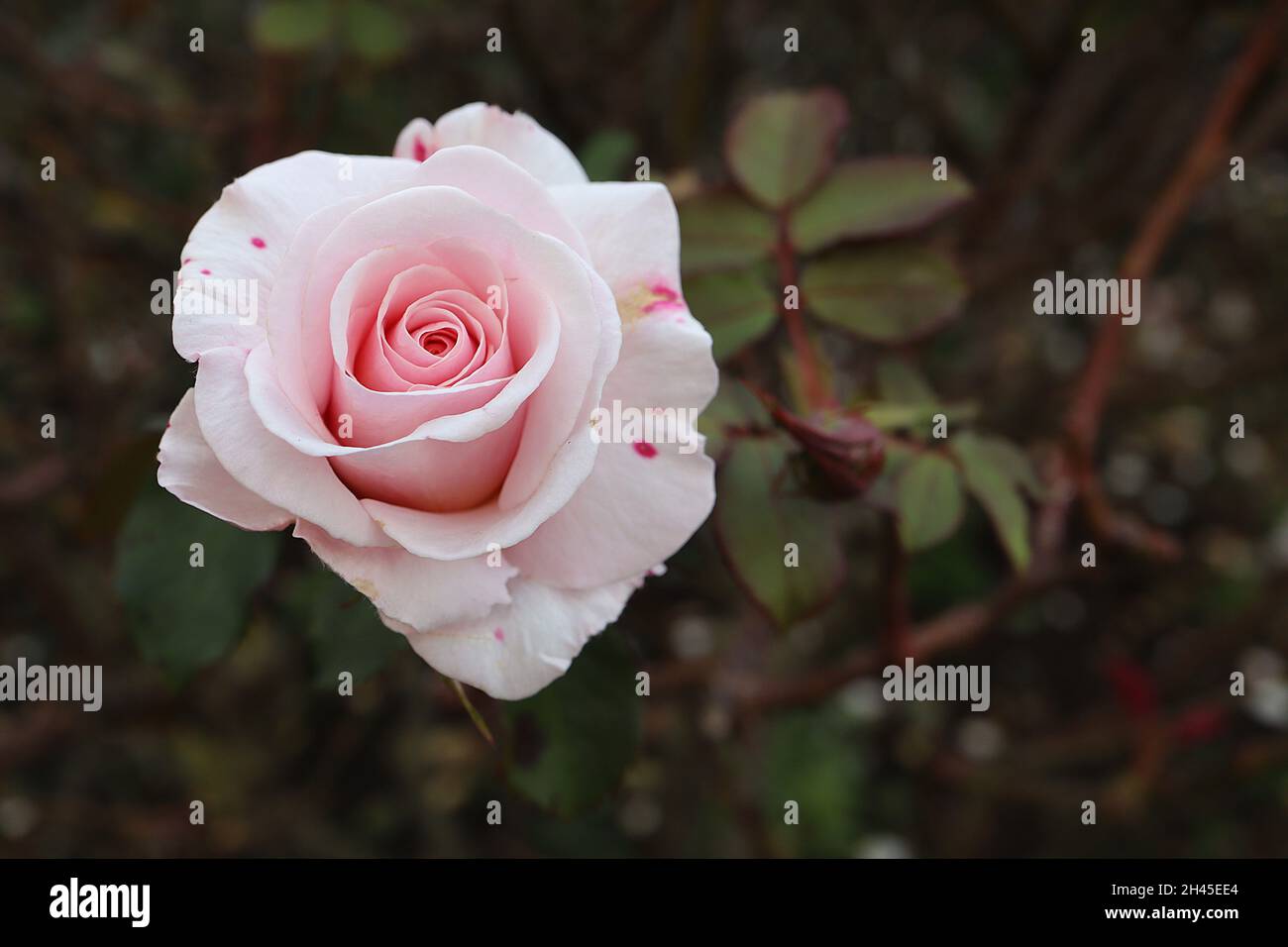 Rosa ‘Belmonte’  (Floribunda rose) rose Belmonte – double pale pink flowers, October, England, UK Stock Photo