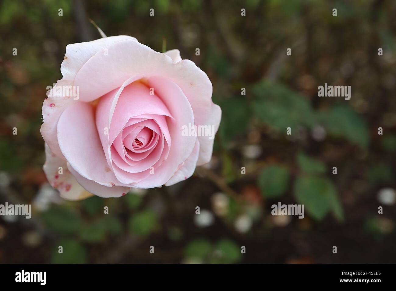 Rosa ‘Belmonte’  (Floribunda rose) rose Belmonte – double pale pink flowers, October, England, UK Stock Photo