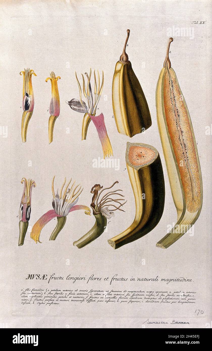 Plantain banana (Musa x paradisiaca L.): nine sections of flower and fruit. Coloured engraving by J.J. or J.E. Haid, c.1750, after G.D. Ehret. Stock Photo