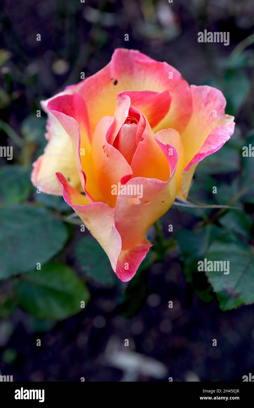 Rosa (hybrid tea rose) rose yellow and apricot