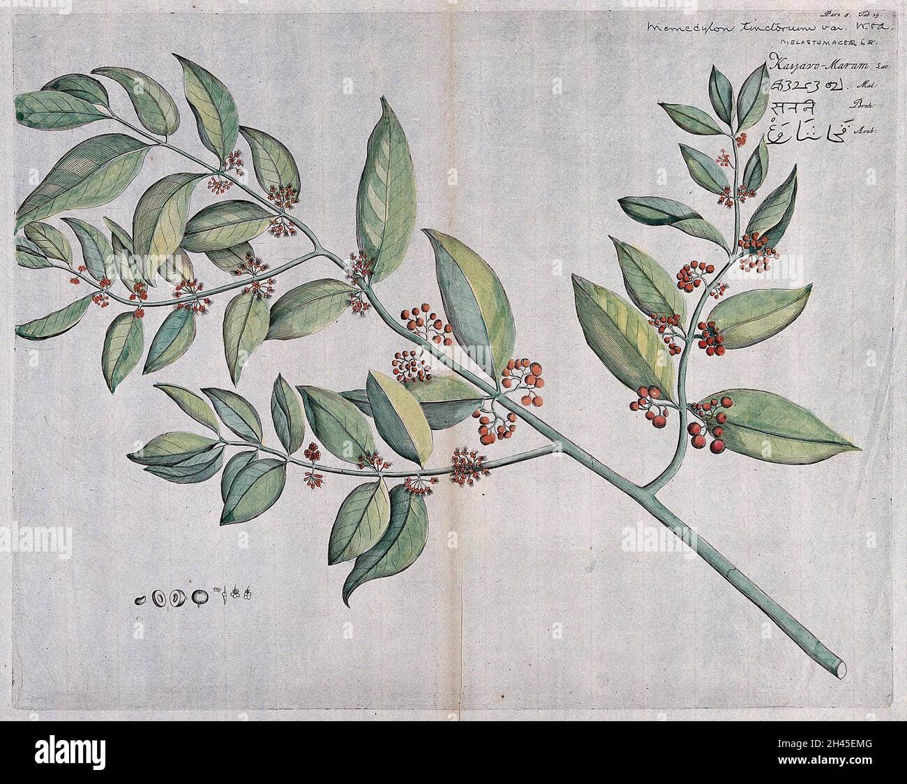 Memecylon umbellatum Burm.f.: branch with flowers and fruit, separate fruit and seed and sections of flowers and fruit. Coloured line engraving. Stock Photo