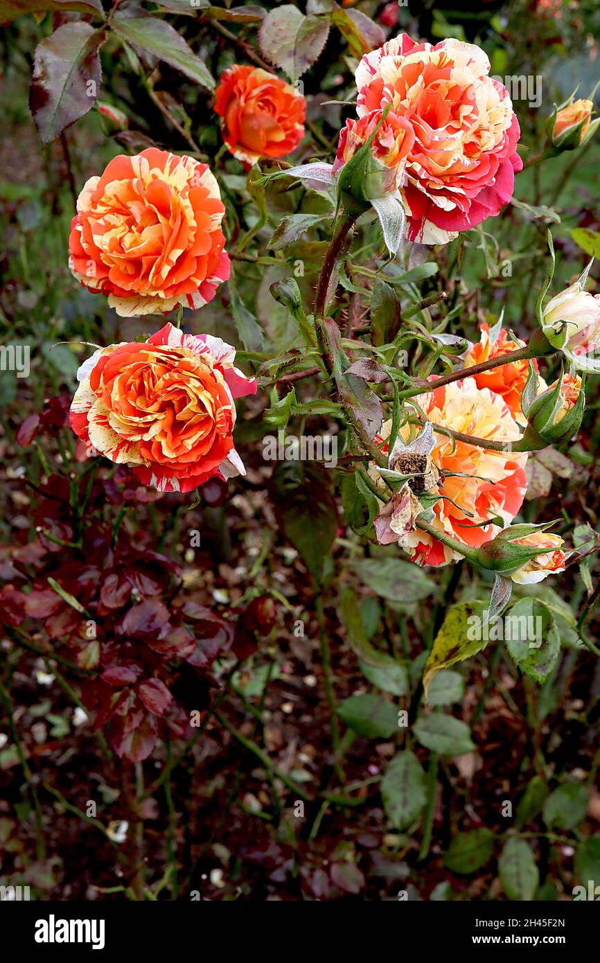 Orange stripes hi-res stock photography and images - Alamy