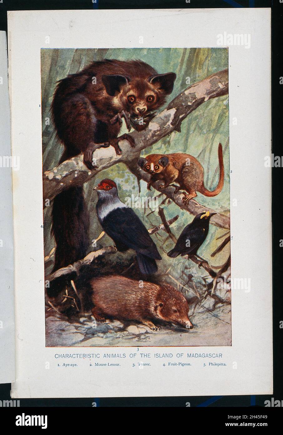 Indigenous animals of the island of Madagascar, including aye-aye, a ...