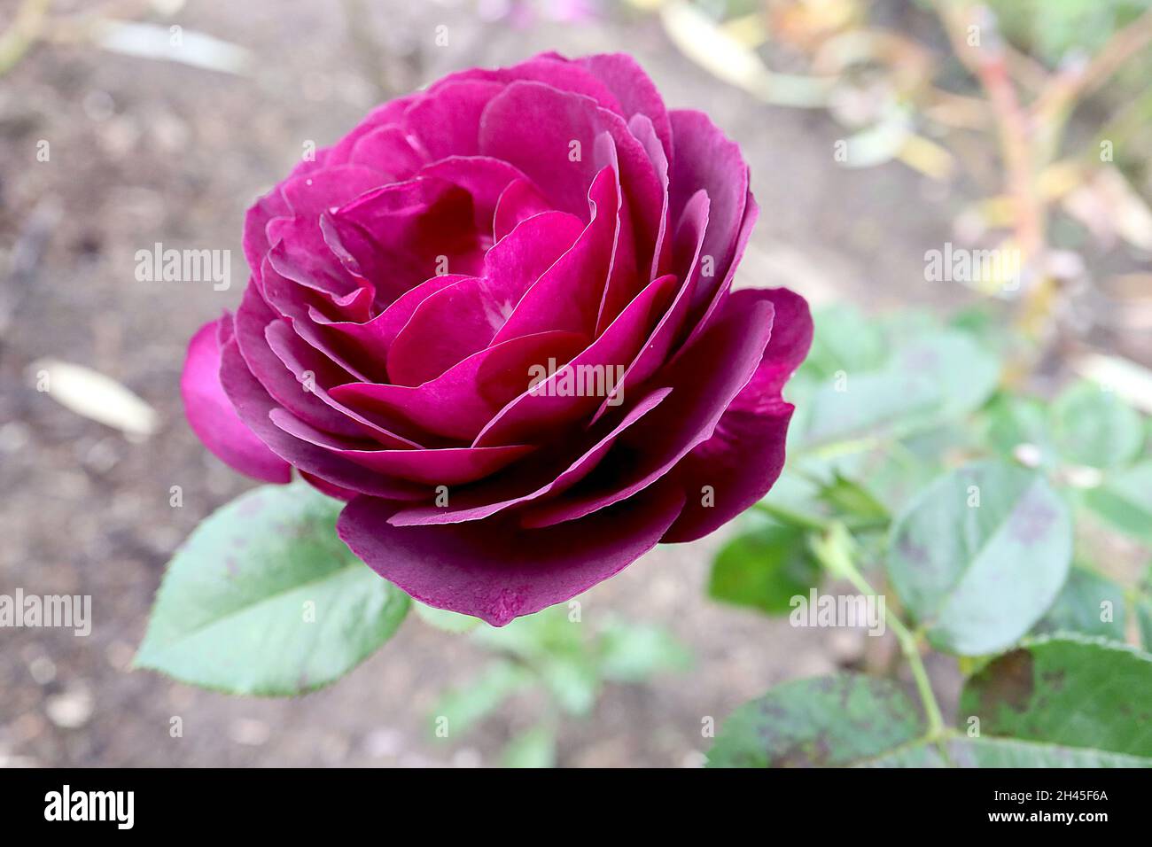Rosa ‘Twilight Zone’ (grandiflora rose) rose Twilight Zone double
