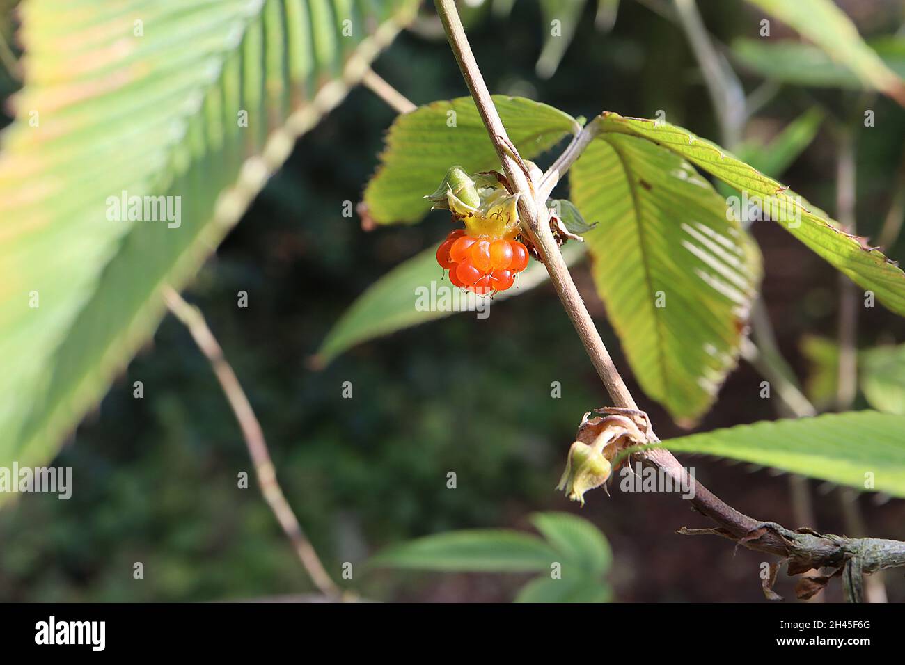 Rubus lineatus silky leaved berry – orange raspberry-like fruits and bright green pleated leaves,  October, England, UK Stock Photo