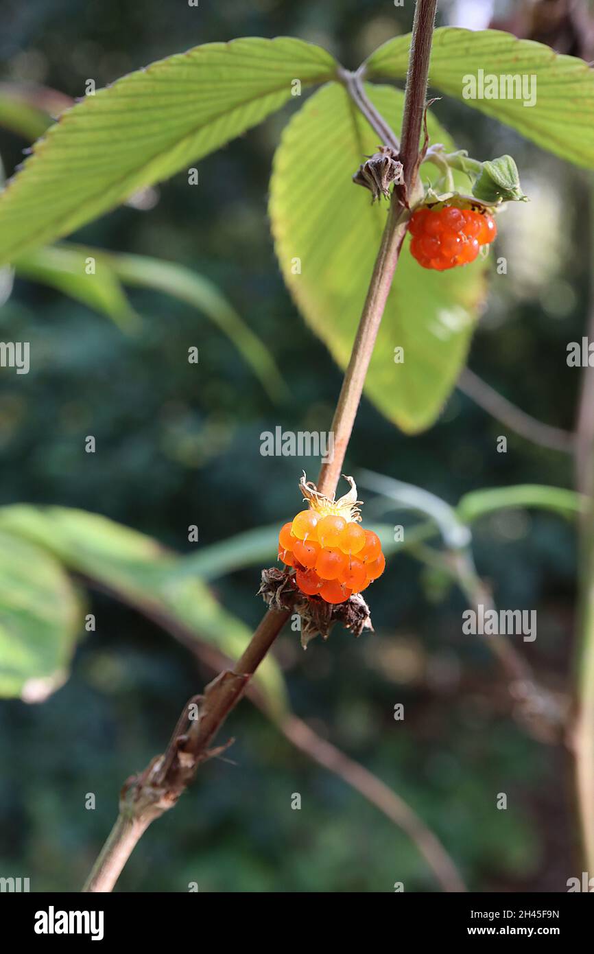 Rubus lineatus silky leaved berry – orange raspberry-like fruits and bright green pleated leaves,  October, England, UK Stock Photo
