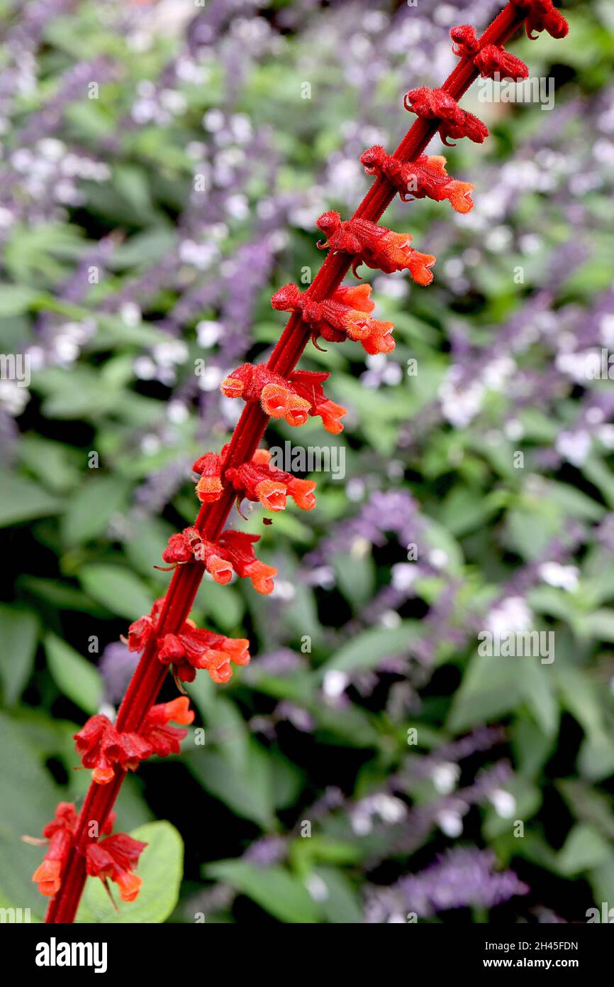 Salvia confertiflora Sabra spike sage - whorls of small two-lipped orange red flowers with scarlet red sepals and tall dark red stems,  October, UK Stock Photo