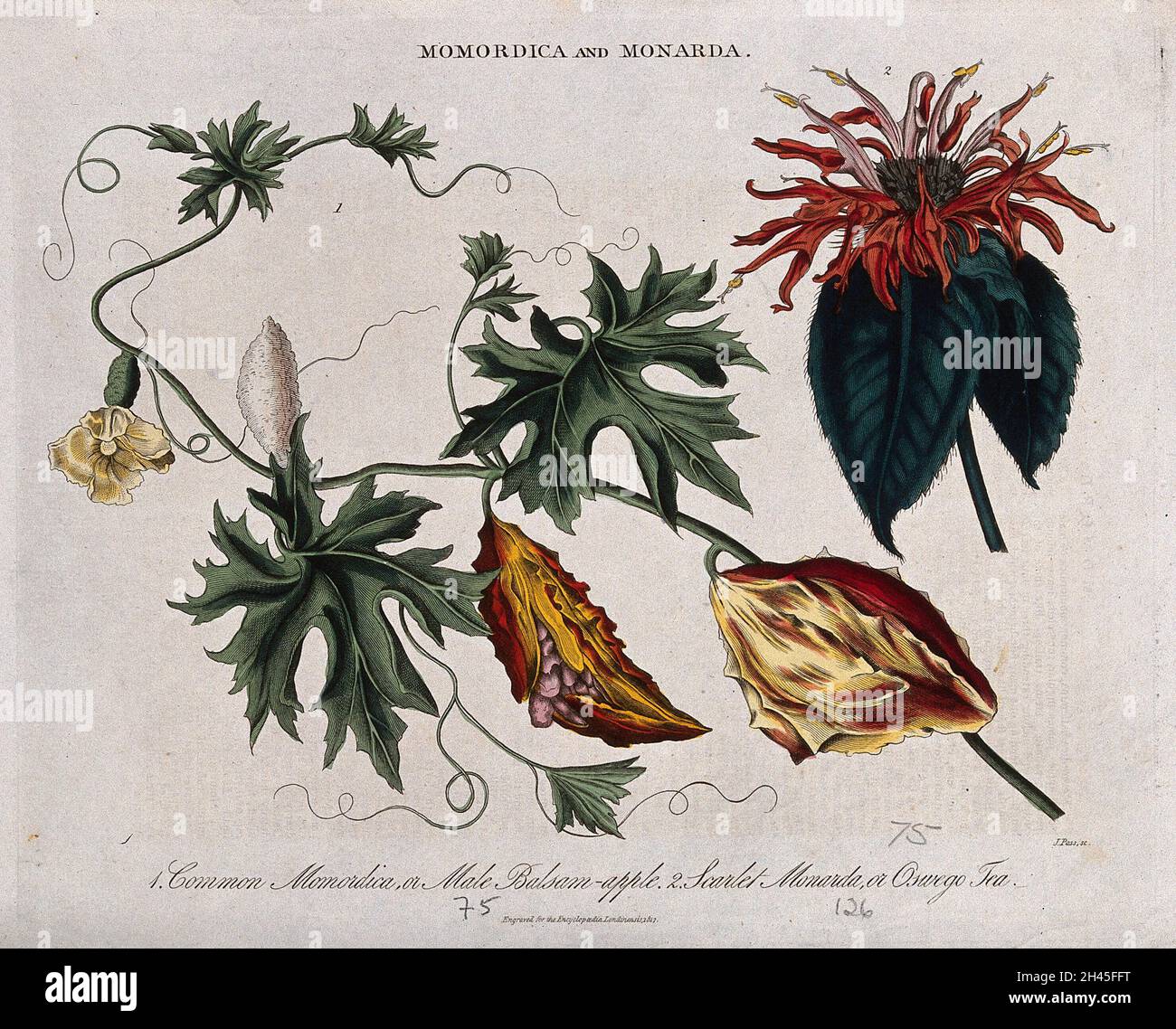Two plants: balsam apple (Momordica balsamina) and Oswego tea or bee balm (Monarda didyma). Coloured engraving by J. Pass, c. 1817. Stock Photo