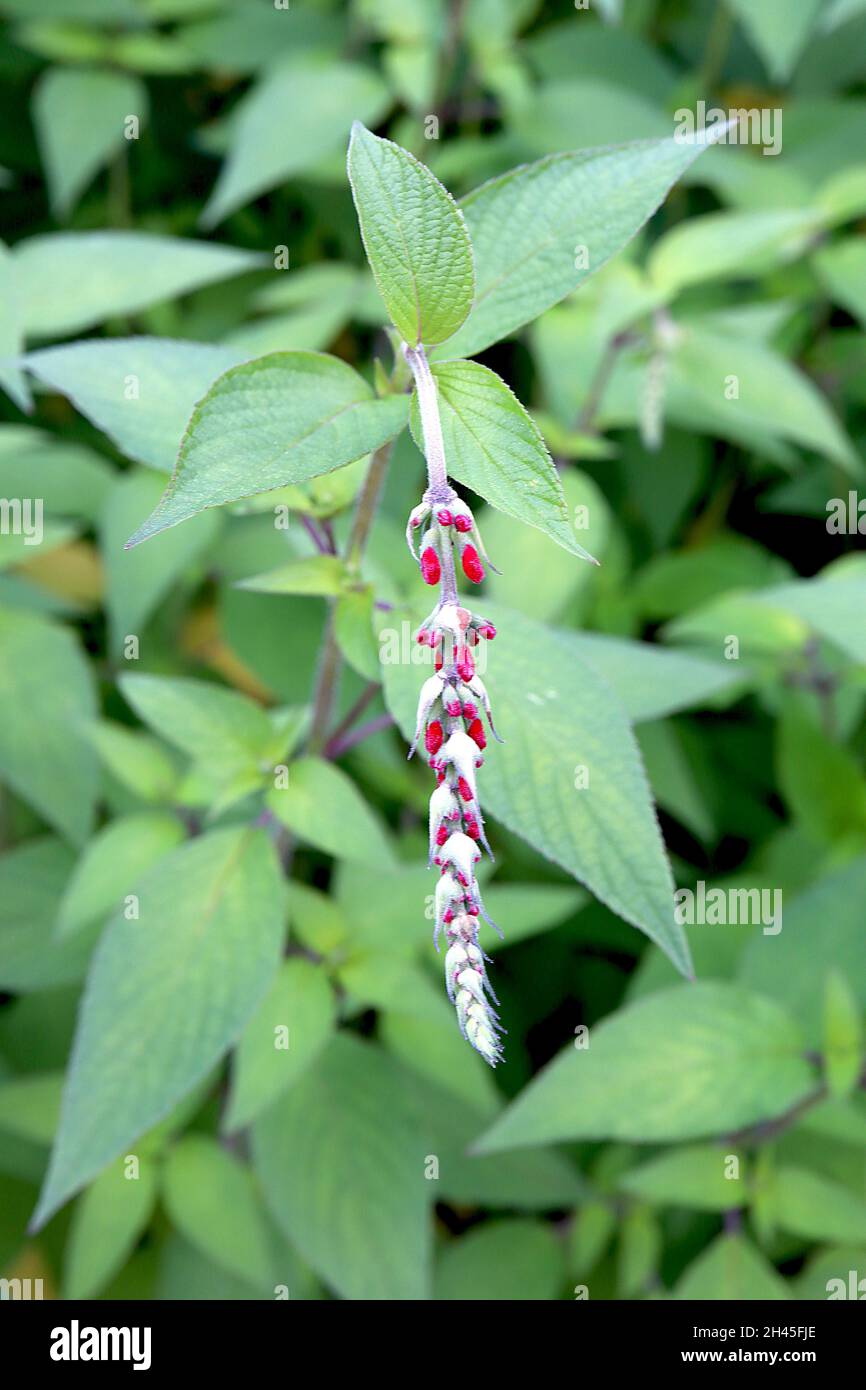 Salvia elegans ‘scarlet pineapple’ hires stock photography and images