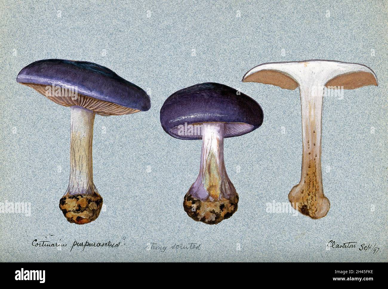 A fungus (Cortinarius purpurascens?): three fruiting bodies, one sectioned. Watercolour, 1897. Stock Photo