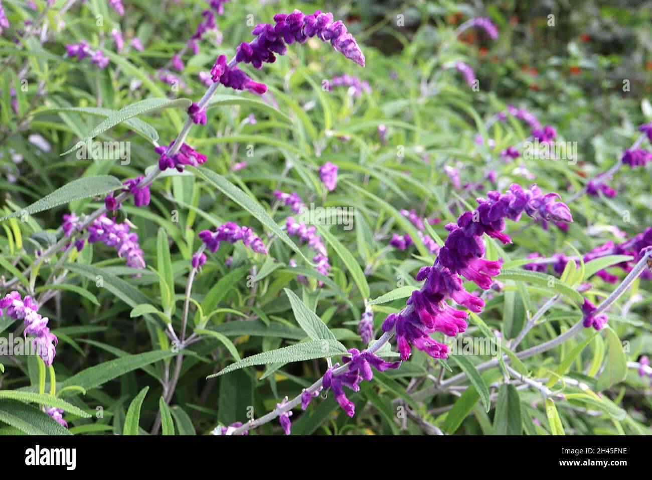 Salvia leucantha ‘Purple Velvet’ Mexican bush sage Purple Velvet – arching racemes of furry deep pink flowers and calyces, narrow lance-shaped leaves, Stock Photo