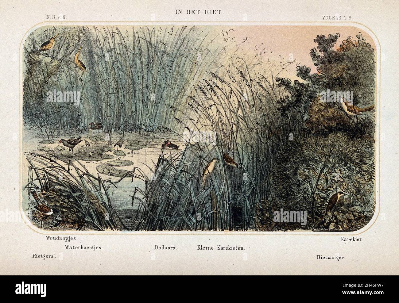 Birds of the reed beds shown in their natural surroundings. Coloured