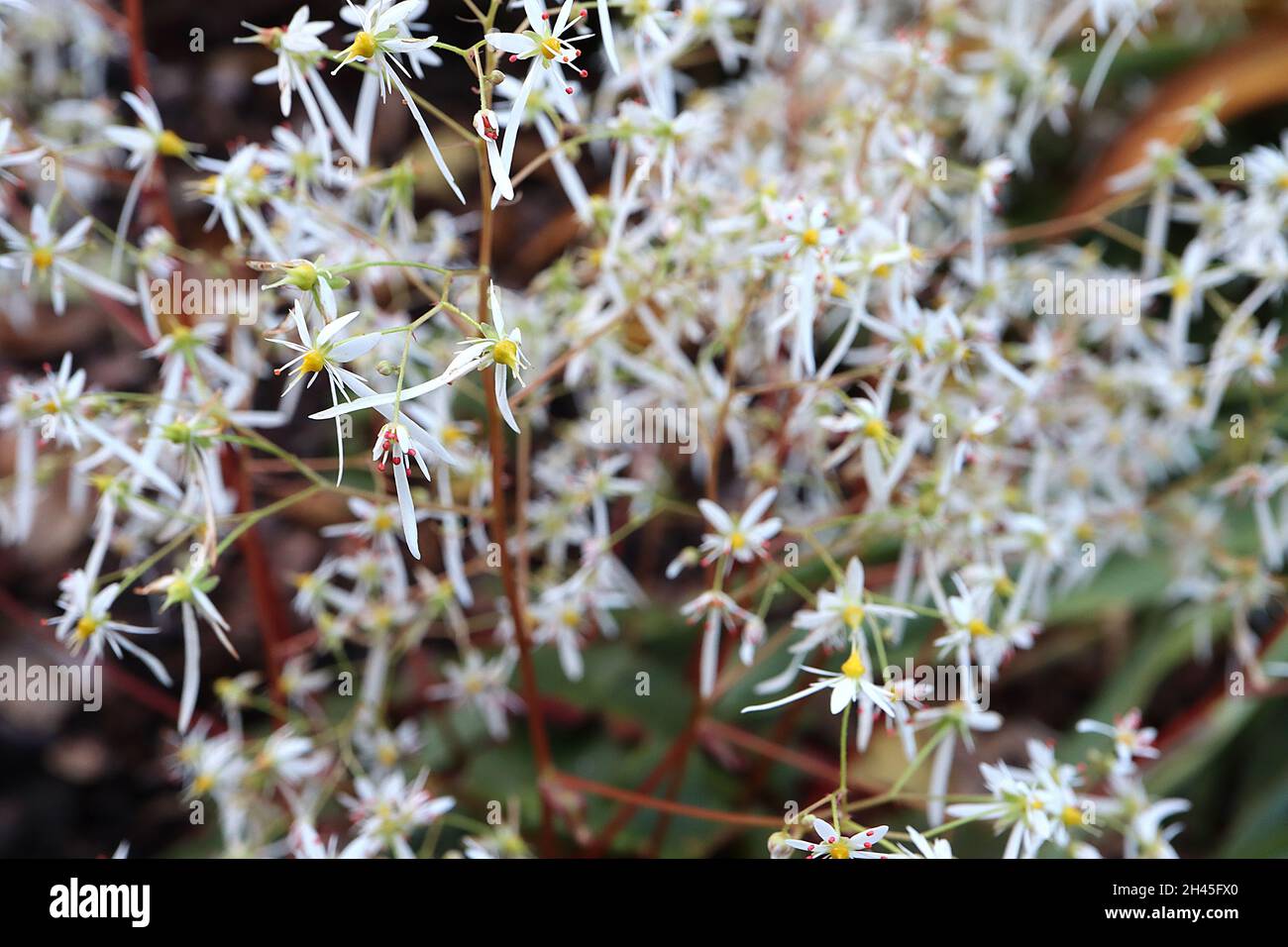 Saxifraga fortunei var incisolobata mass of airy sprays of tiny white flowers with one long petal,  October, England, UK Stock Photo