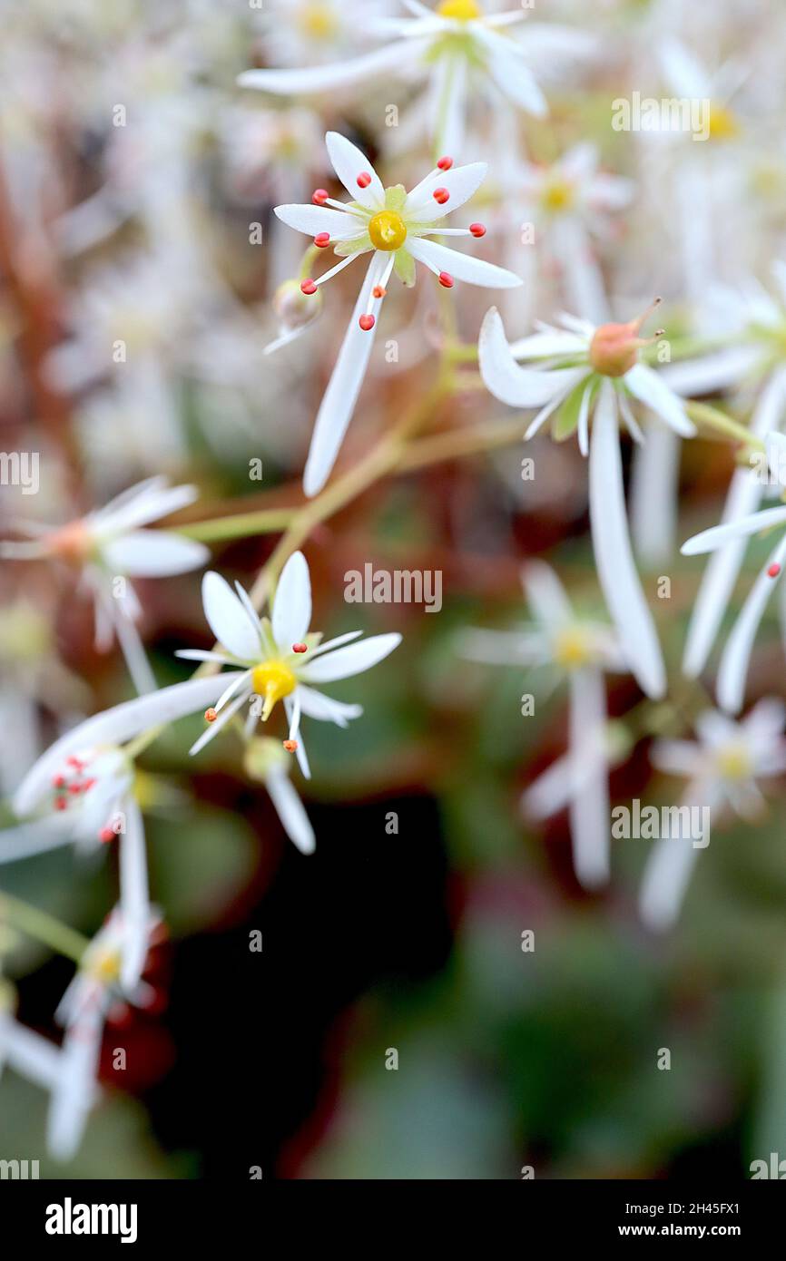 Saxifraga fortunei var incisolobata mass of airy sprays of tiny white flowers with one long petal,  October, England, UK Stock Photo