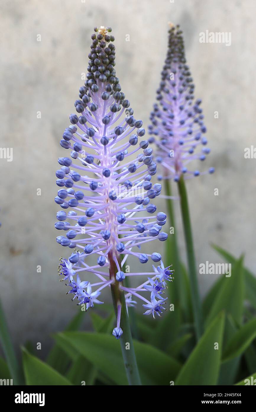 Scilla madeirensis Madeiran squill – conical clusters of mauve stalked violet blue flowers, dark green pointed strap-shaped leaves,  October, England, Stock Photo
