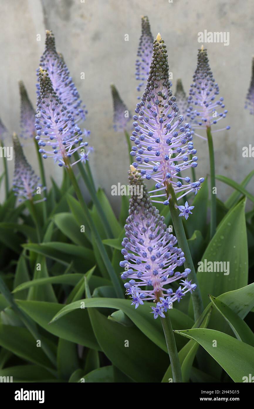 Scilla madeirensis Madeiran squill – conical clusters of mauve stalked violet blue flowers, dark green pointed strap-shaped leaves,  October, England, Stock Photo