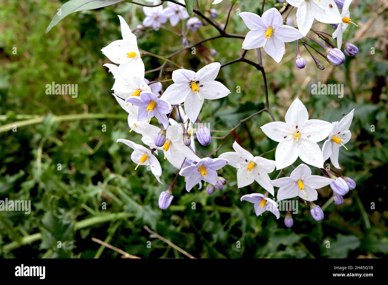 Solanum laxum ‘Bleu’ white potato vine - white star-shaped flowers and mauve flower buds in open clusters, October, England, UK Stock Photo