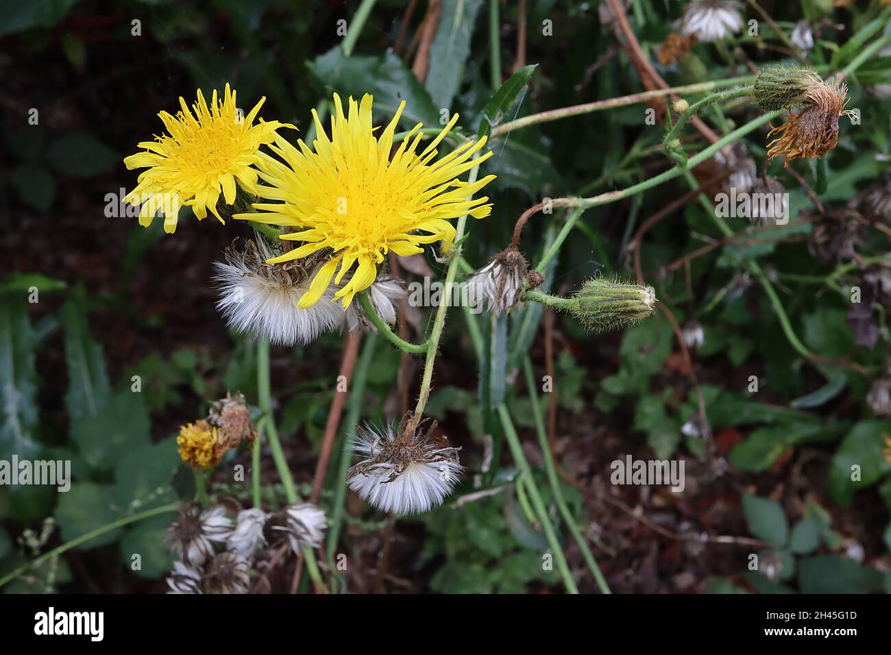 Sonchus asper prickly sow-thistle – double yellow dandelion-like leaves and dark green spiny leaves,  October, England, UK Stock Photo