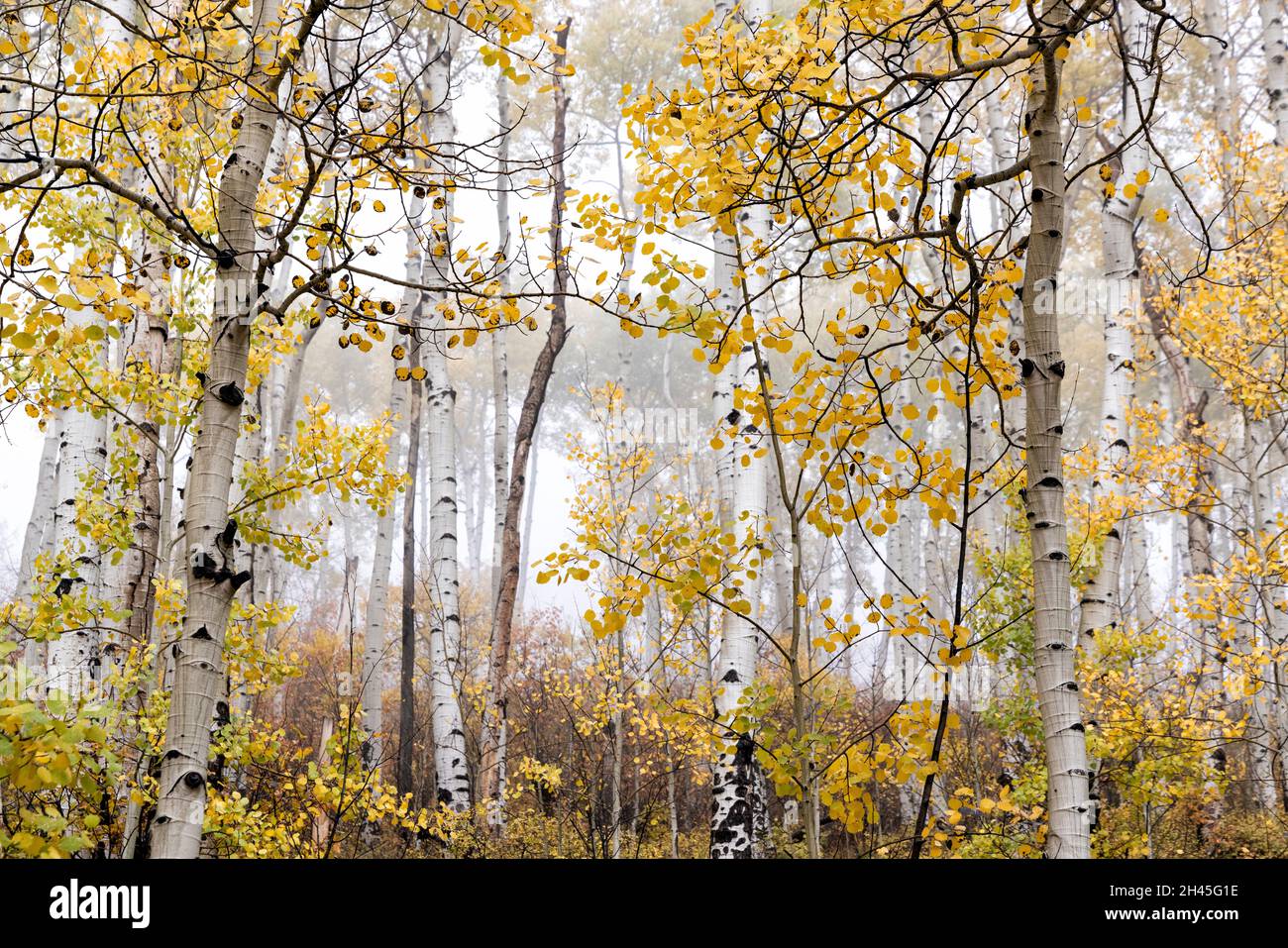 A foggy aspen grove in the Uncompahgre National Forest near Ridgway,  Colorado Stock Photo