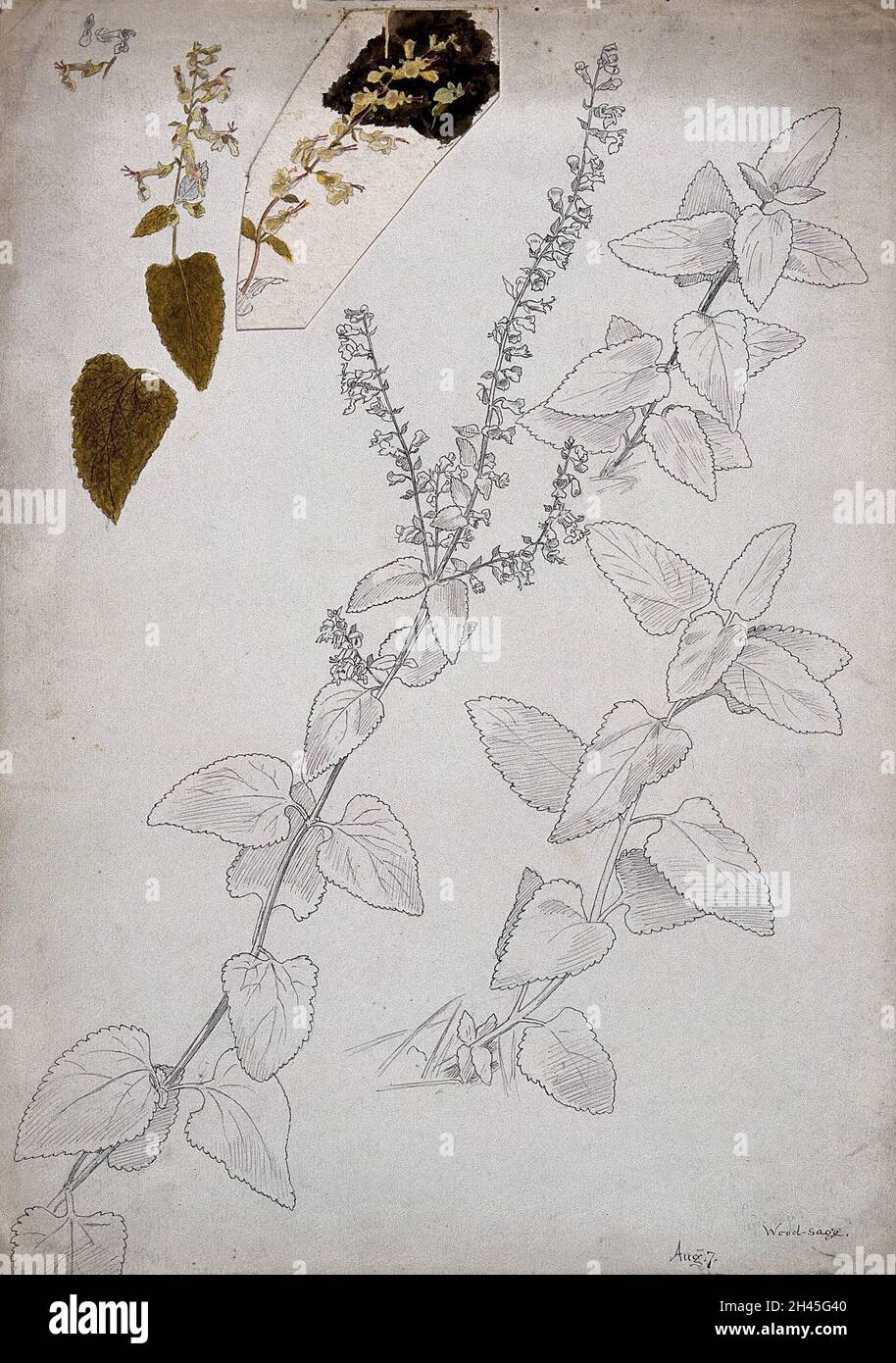 Wood sage (Teucrium scorodonia): flowering stems and floral segments. Pen and watercolour drawings. Stock Photo