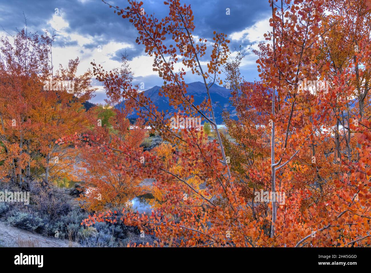 Red and orange aspens trees on the shore of Twin Lakes, with Mt. Ebert, the tallest mountain in Colorado, in the background. Stock Photo