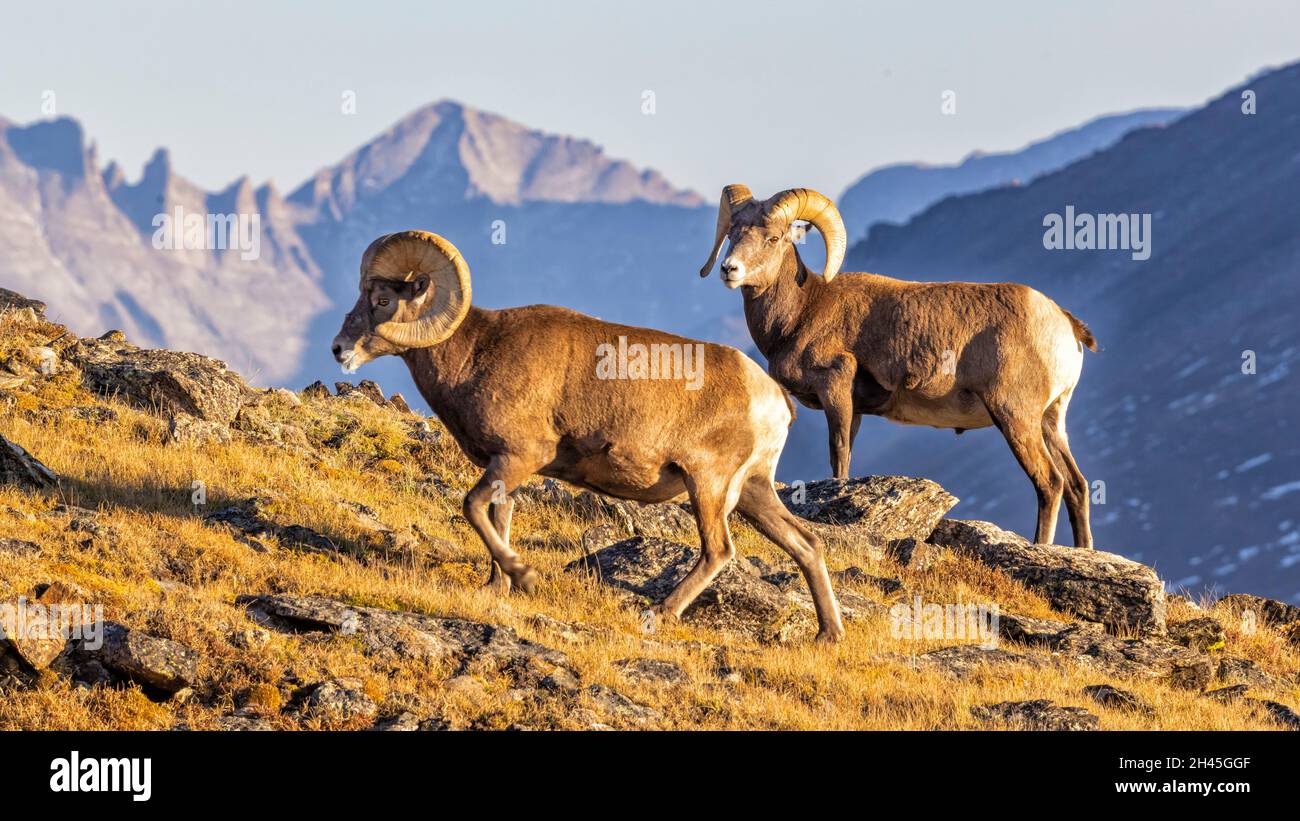 A pair of big horn sheep on a ridgeline off of Trail Ridge Road in Rocky Mountain National Park, Colorado Stock Photo