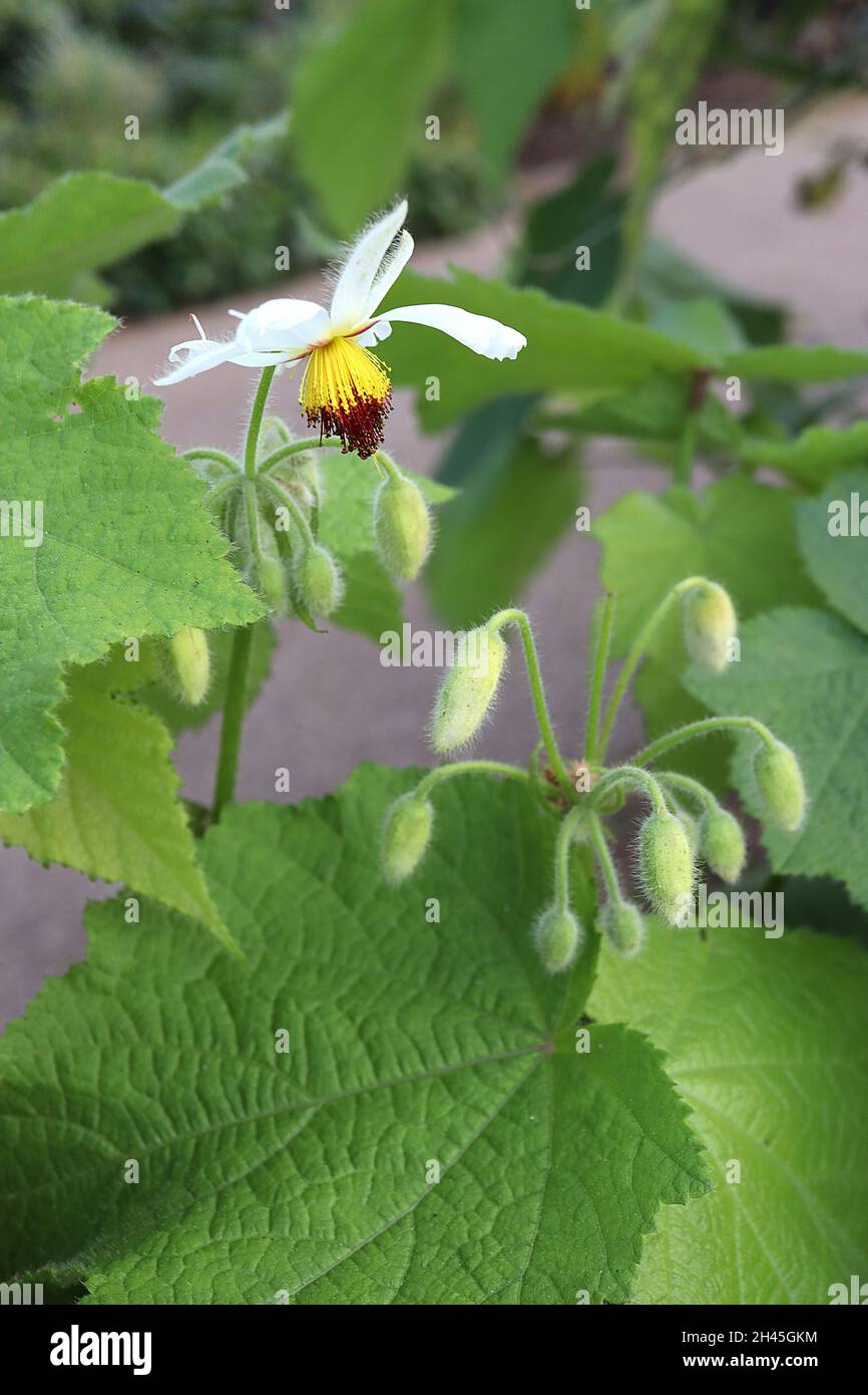 Sparrmannia Africana African hemp – white pendulous flowers with yellow and dark red stamens, large maple-like leaves, very tall stems,  October, UK Stock Photo