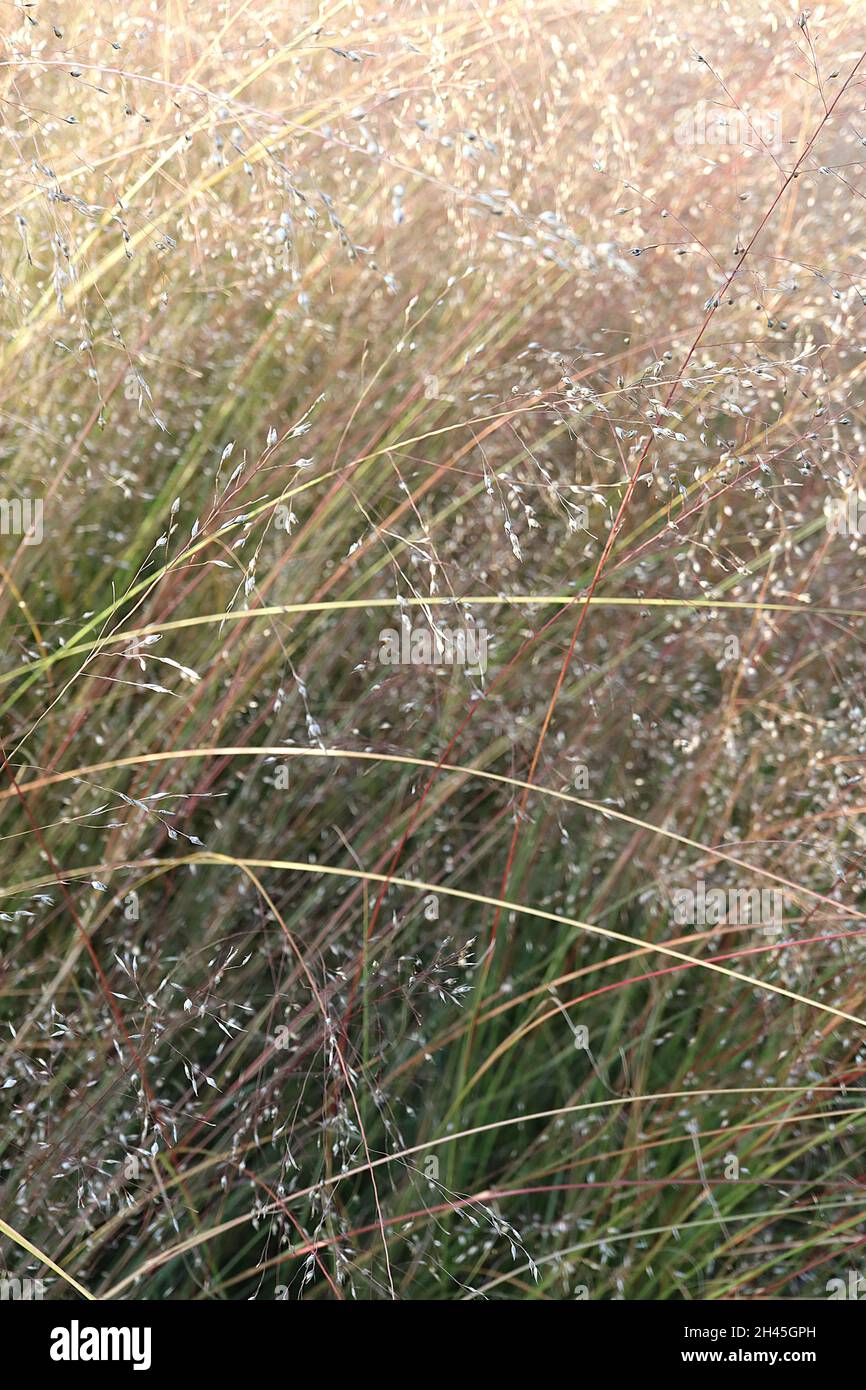 Sporobolus heterolepsis prairie dropseed – airy sprays of buff flowers with mid green and red leaves, very narrow leaves,  October, England, UK Stock Photo