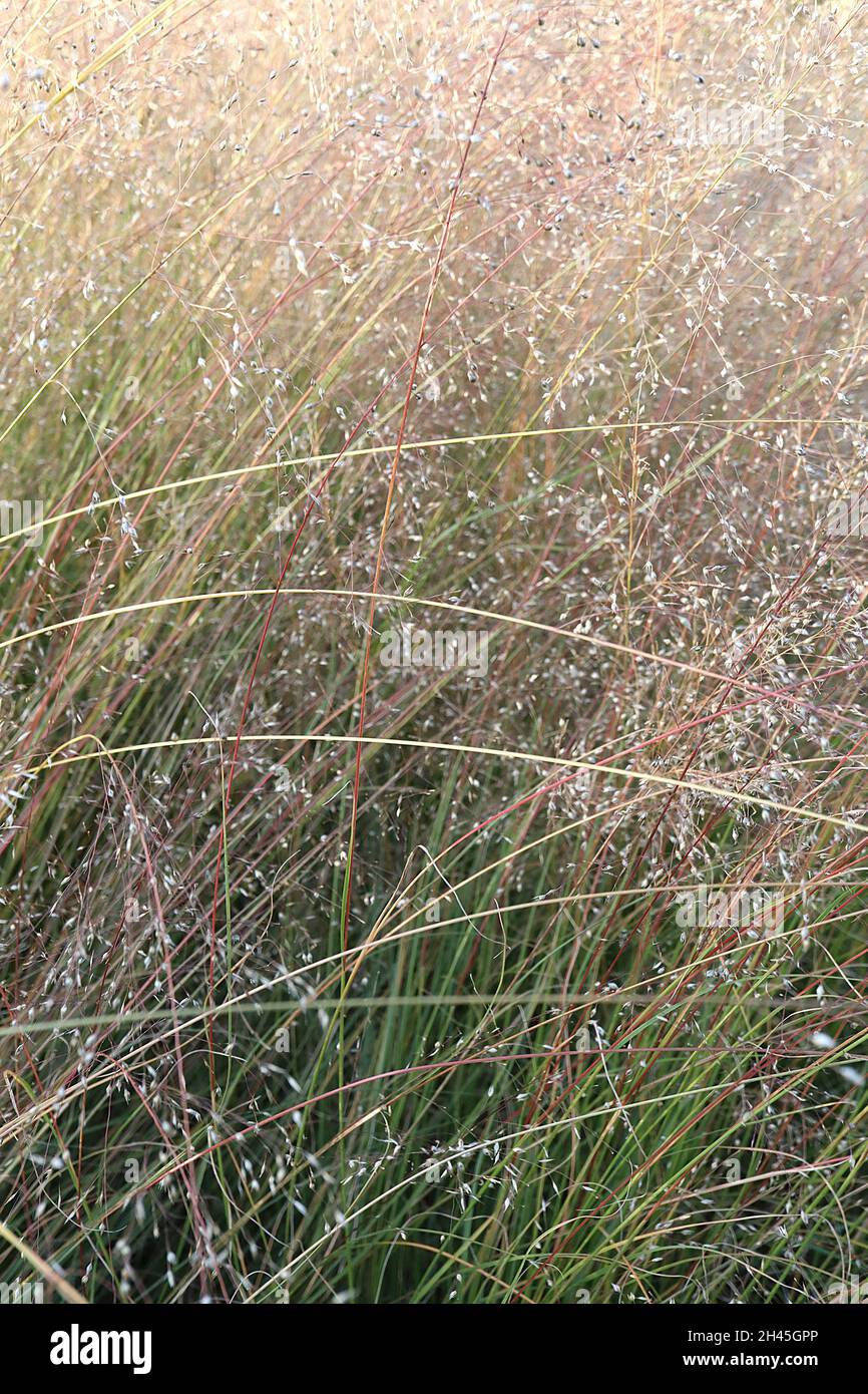 Sporobolus heterolepsis prairie dropseed – airy sprays of buff flowers with mid green and red leaves, very narrow leaves,  October, England, UK Stock Photo