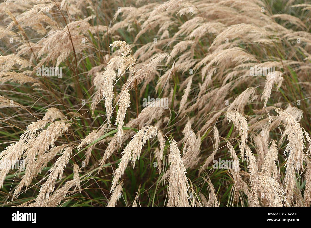 Stipa calamagrostis rough feather grass – long feathery arching plumes of buff panicles and mid green stems,  October, England, UK Stock Photo