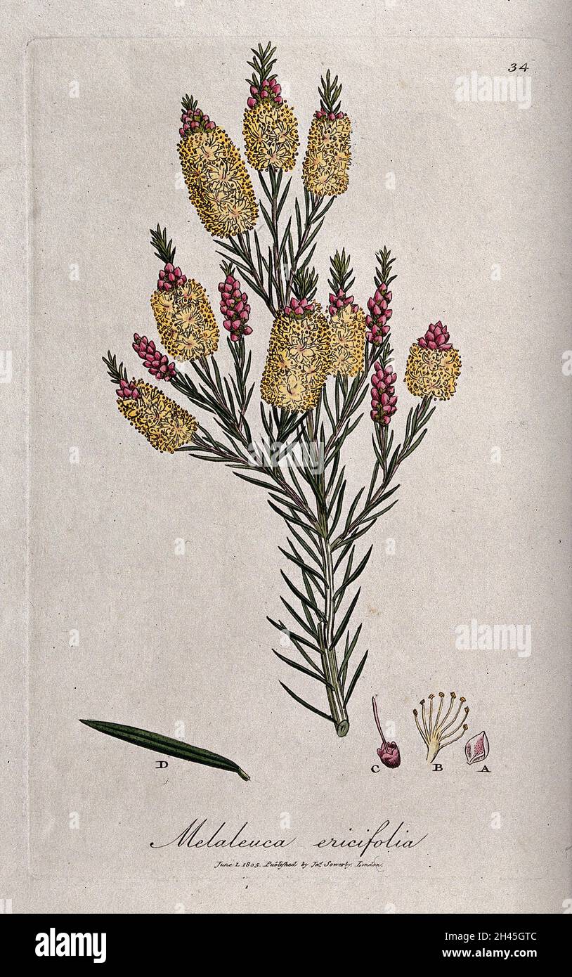 Paperbark tree (Melaleuca ericifolia): flowering shoot with leaf and floral segments. Coloured engraving by J. Sowerby, c. 1805, after himself. Stock Photo