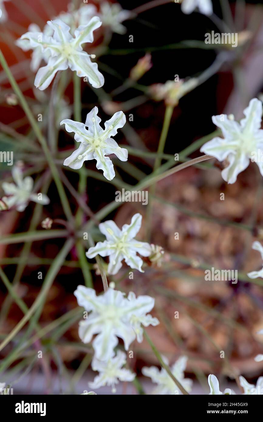 Strumaria gemmata white star-shaped flowers with pale green midbar on wiry stems,  October, England, UK Stock Photo
